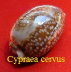 Cypraea cervus, von Linné 1771